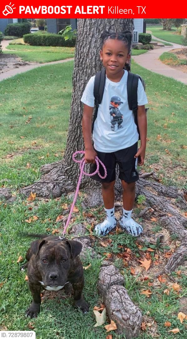 Lost Female Dog last seen Neighborhood off of Florence Rd between Eagle Mart and Margarita Dr, Killeen, TX 76542