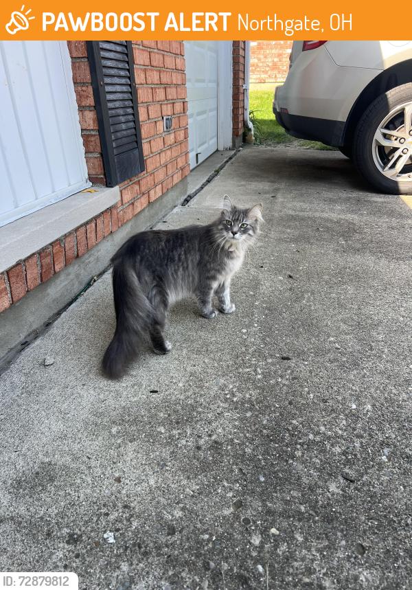 Found/Stray Unknown Cat last seen Butterwick dr , Northgate, OH 45251