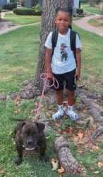 Lost Female Dog last seen Neighborhood off of Florence Rd between Eagle Mart and Margarita Dr, Killeen, TX 76542