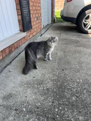 Found/Stray Unknown Cat last seen Butterwick dr , Northgate, OH 45251