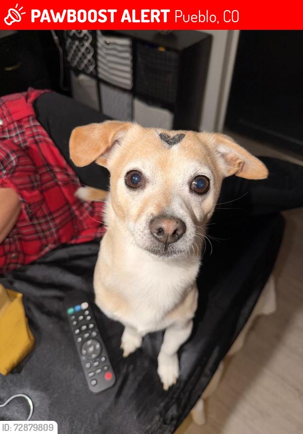 Lost Male Dog last seen Lake Ave, Pueblo, CO 81004