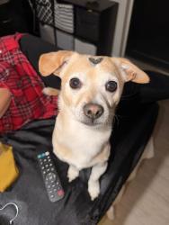 Lost Male Dog last seen Lake Ave, Pueblo, CO 81004