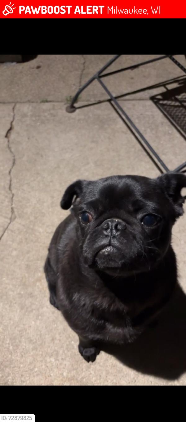 Lost Male Dog last seen W.St Paul Ave and W.Clybourn, Milwaukee, WI 53208