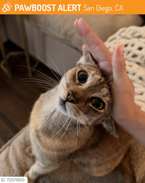 Found/Stray Unknown Cat last seen Laurel street and 30th Street, San Diego, San Diego, CA 92103