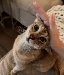 Found/Stray Unknown Cat last seen Laurel street and 30th Street, San Diego, San Diego, CA 92103