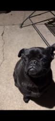 Lost Male Dog last seen W.St Paul Ave and W.Clybourn, Milwaukee, WI 53208
