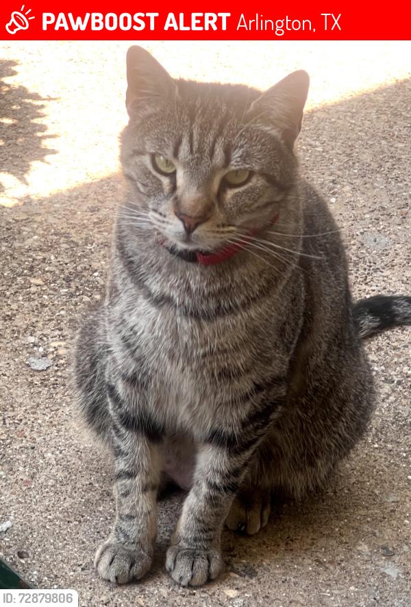 Lost Male Cat last seen Coke St , Arlington, TX 76010