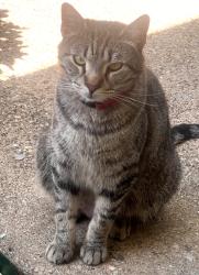 Lost Male Cat last seen Coke St , Arlington, TX 76010