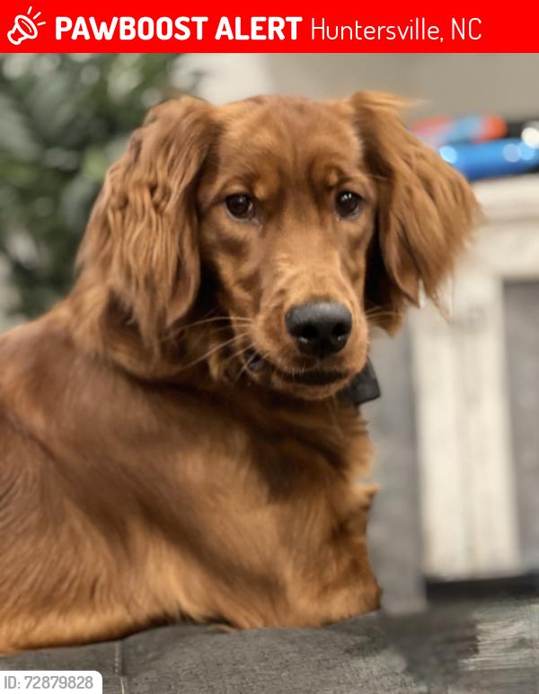 Lost Female Dog last seen Melbourne Neighborhood Huntersville NC, Huntersville, NC 28078