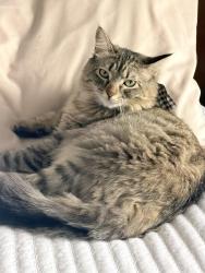 Lost Female Cat last seen Fountain Hills, Kansas City, MO 64155