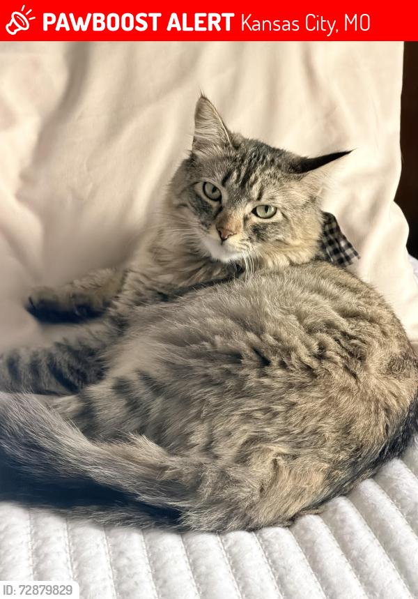 Lost Female Cat last seen Fountain Hills, Kansas City, MO 64155