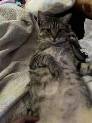 Lost Male Cat last seen cattail shore ln, Riverview, FL 33579