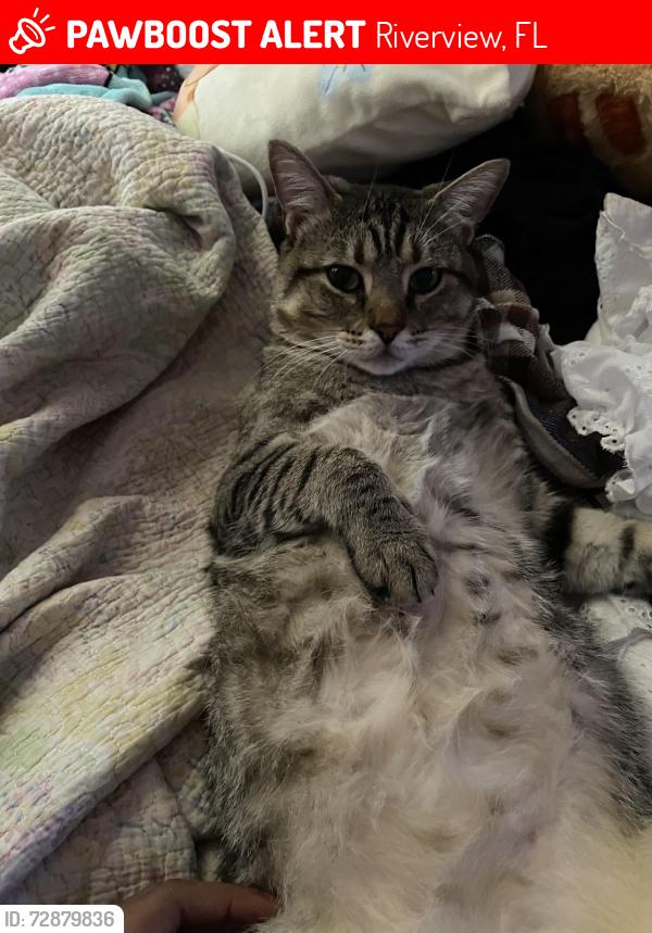 Lost Male Cat last seen cattail shore ln, Riverview, FL 33579