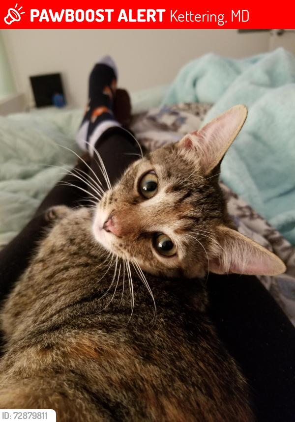 Lost Female Cat last seen Watkins Place off Route 202 in Upper Marlboro, MD , Kettering, MD 20774