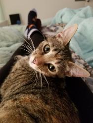Lost Female Cat last seen Watkins Place off Route 202 in Upper Marlboro, MD , Kettering, MD 20774