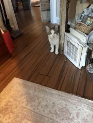 Found/Stray Male Cat last seen Pelham, Kettering, OH 45429