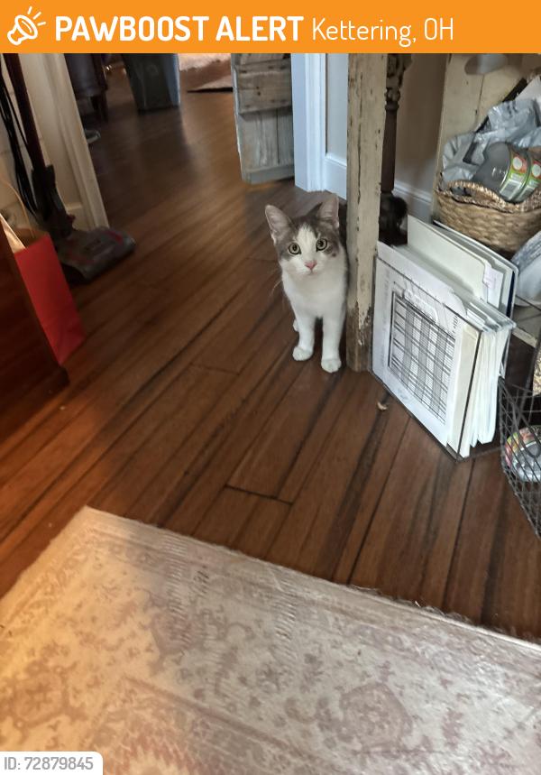 Found/Stray Male Cat last seen Pelham, Kettering, OH 45429