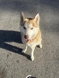 Found/Stray Male Dog last seen Winridge elementary , Memphis, TN 38115