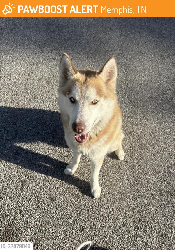 Found/Stray Male Dog last seen Winridge elementary , Memphis, TN 38115