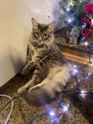 Lost Male Cat last seen Last seen outside  on S Boeke St near Central Middle School in Kansas City, KS., Kansas City, KS 66105