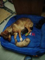 Reunited Female Dog last seen By dank smoke shop, Kathryn, cagua, San pedro, Albuquerque, NM 87108