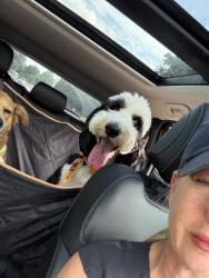 Lost Male Dog last seen Near Hopkins , Dallas, TX 75209
