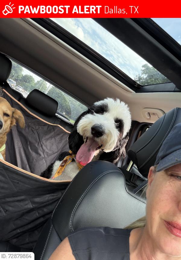 Lost Male Dog last seen Near Hopkins , Dallas, TX 75209