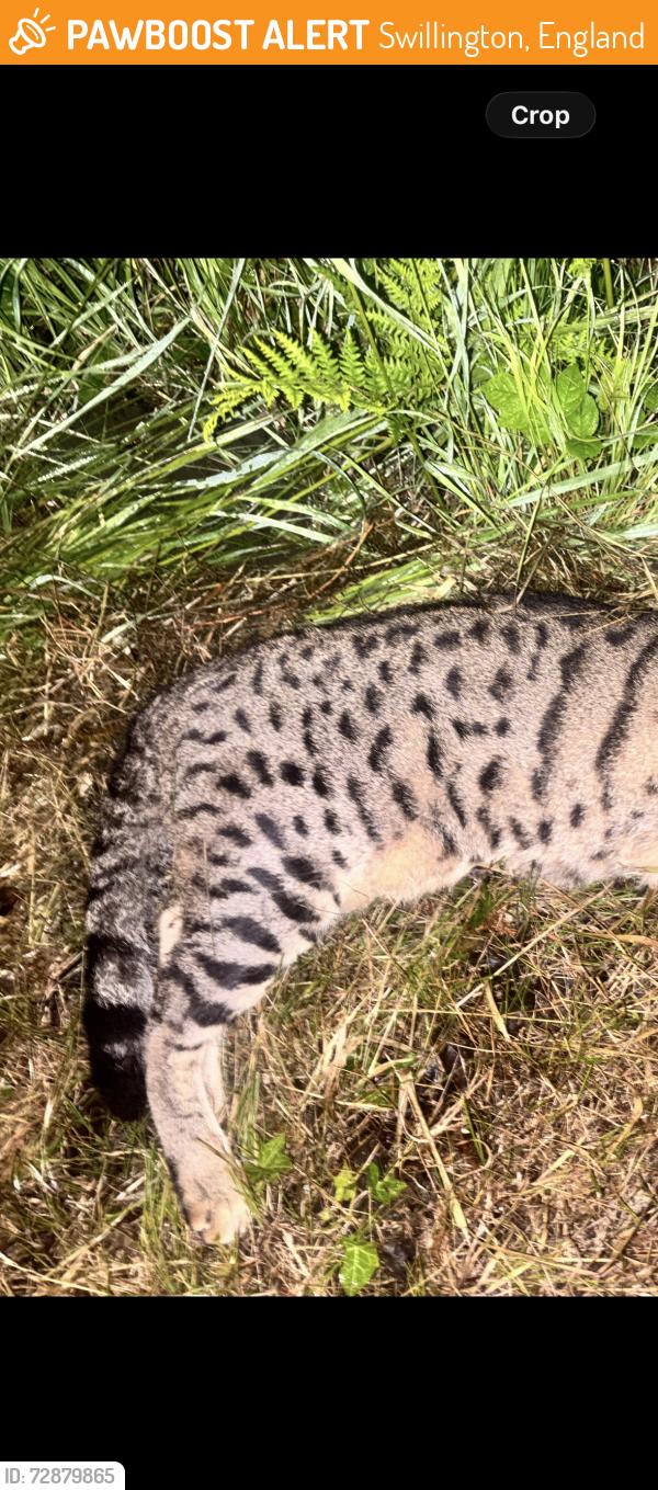 Found/Stray Unknown Cat last seen Swillington Lane, Swillington, England 