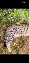 Found/Stray Unknown Cat last seen Swillington Lane, Swillington, England 