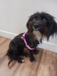 Found/Stray Female Dog last seen JUSD, Riverside, CA 92509