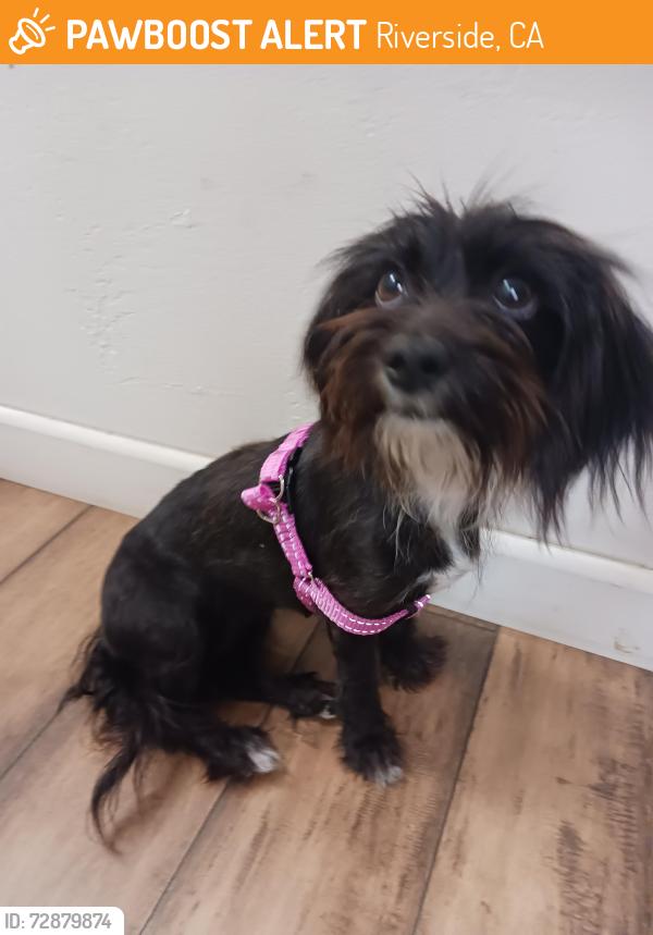 Found/Stray Female Dog last seen JUSD, Riverside, CA 92509