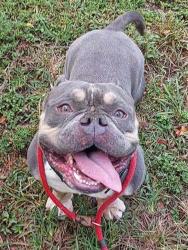 Shelter Stray Male Dog last seen Near BLOCK STIRLING RD, DAVIE FL 33024, Davie, FL 33312