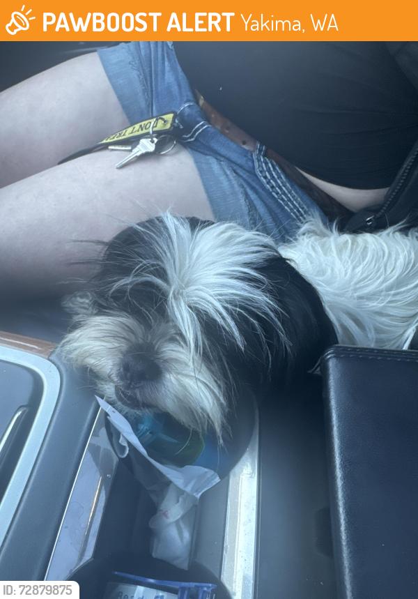 Found/Stray Unknown Dog last seen Lincoln , Yakima, WA 98902