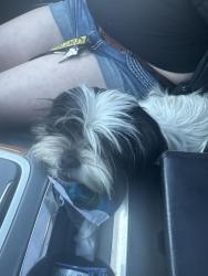 Found/Stray Unknown Dog last seen Lincoln , Yakima, WA 98902