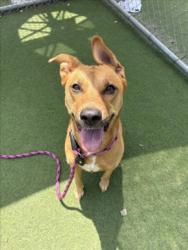 Shelter Stray Female Dog last seen , Los Angeles, CA 90025