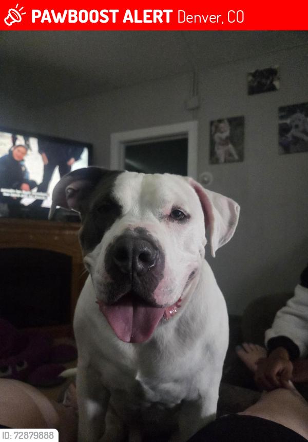 Lost Male Dog last seen Evans and S Downing St , Denver, CO 80210