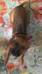 Lost Male Dog last seen Near eastes blvd, Yorktown, NY 10562