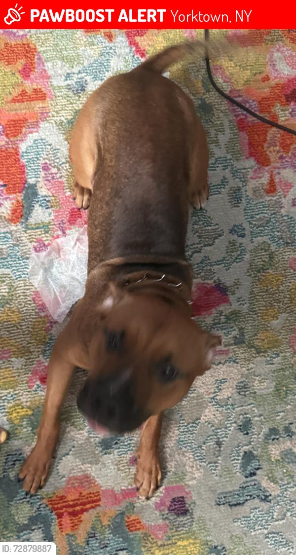 Lost Male Dog last seen Near eastes blvd, Yorktown, NY 10562
