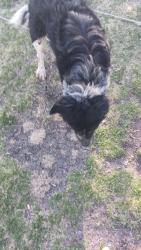 Found/Stray Male Dog last seen Near 7th Ave e, West fafgo, West Fargo, ND 58078
