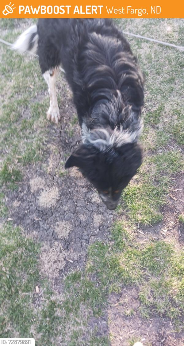 Found/Stray Male Dog last seen Near 7th Ave e, West fafgo, West Fargo, ND 58078