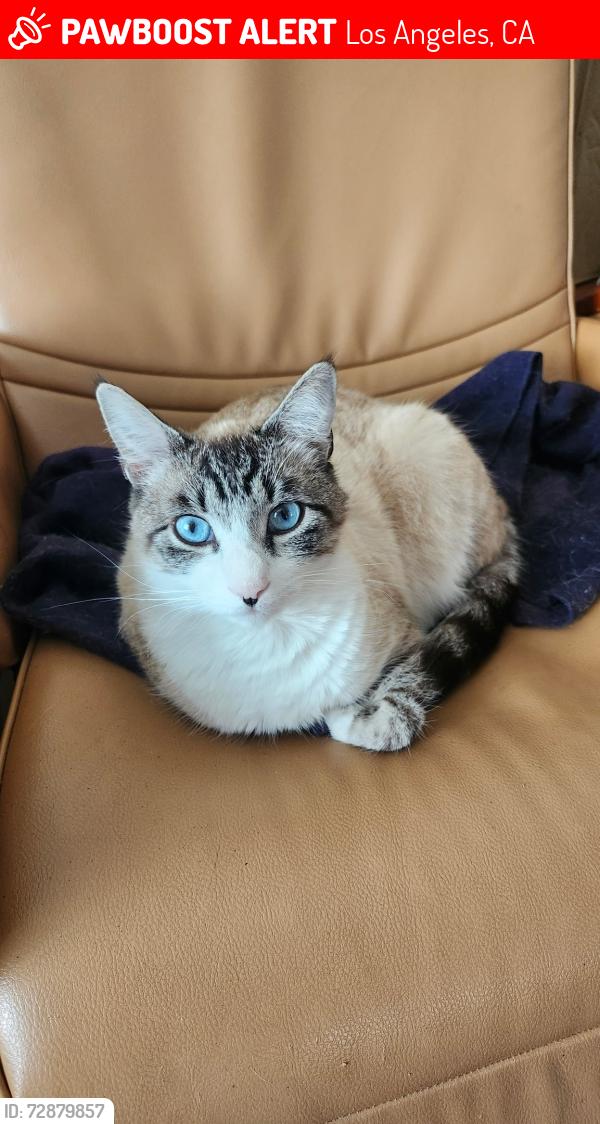Lost Male Cat last seen Collins St. and Cedros Ave., Los Angeles, CA 91411