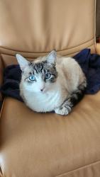 Lost Male Cat last seen Collins St. and Cedros Ave., Los Angeles, CA 91411