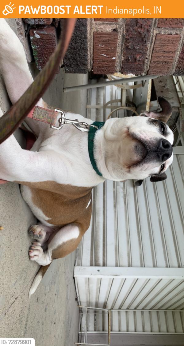 Found/Stray Male Dog last seen Churchman ave, Indianapolis, IN 46203