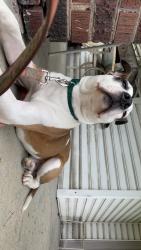 Found/Stray Male Dog last seen Churchman ave, Indianapolis, IN 46203