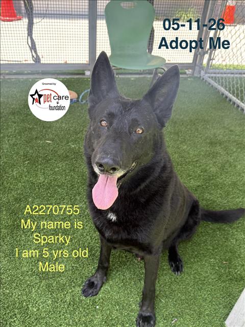 Shelter Stray Male Dog last seen , Los Angeles, CA 90047