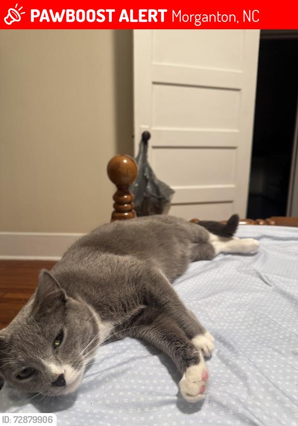Lost Male Cat last seen E Concord St, Morganton, NC 28655