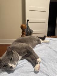 Lost Male Cat last seen E Concord St, Morganton, NC 28655