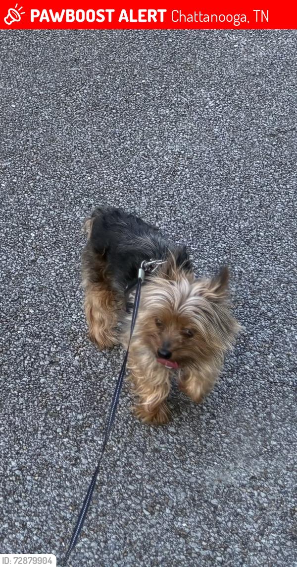 Lost Male Dog last seen Anderson Ave, Chattanooga, TN 37411