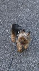 Lost Male Dog last seen Anderson Ave, Chattanooga, TN 37411