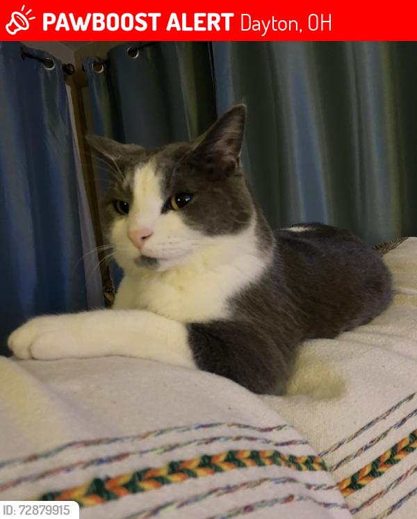Lost Male Cat last seen Canterbury Drive and Far Hills Avenue, Dayton, OH 45429